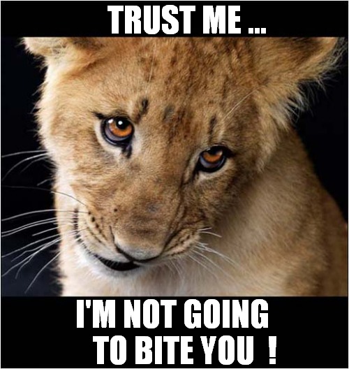 Just Look At That Face ... | TRUST ME ... I'M NOT GOING 
   TO BITE YOU  ! | image tagged in cats,lions,cub,trust me,biting | made w/ Imgflip meme maker