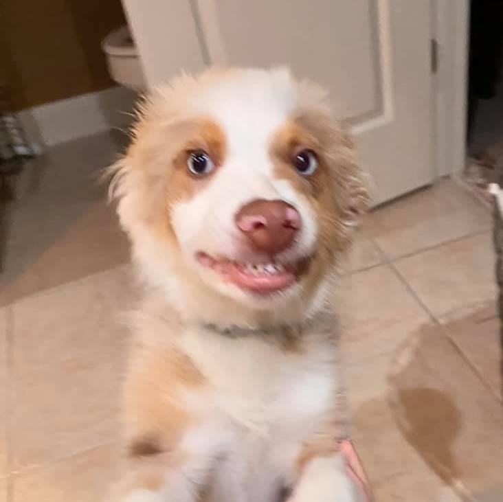 Smiling Puppy Blank Meme Template