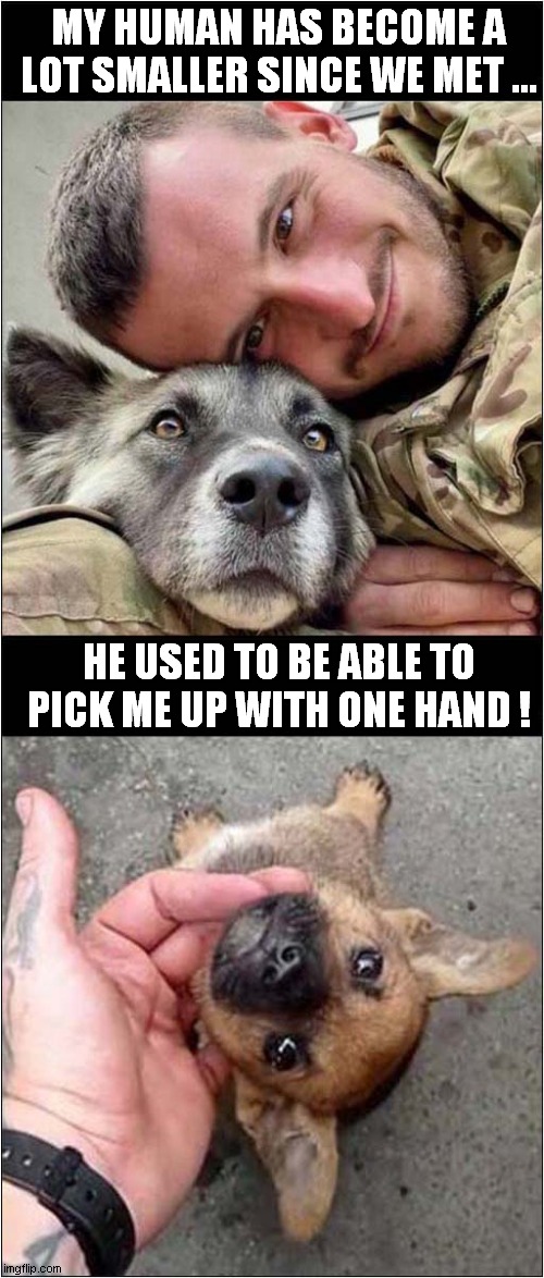 My Owner Is Shrinking ! | MY HUMAN HAS BECOME A LOT SMALLER SINCE WE MET ... HE USED TO BE ABLE TO PICK ME UP WITH ONE HAND ! | image tagged in dogs,owner,shrinking | made w/ Imgflip meme maker