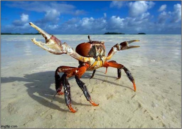 This Way To The Sea ! | image tagged in crab,directions | made w/ Imgflip meme maker