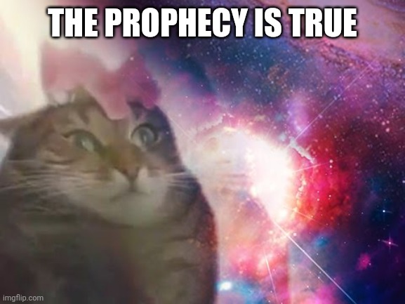 the prophecy is true cat | THE PROPHECY IS TRUE | image tagged in the prophecy is true cat | made w/ Imgflip meme maker