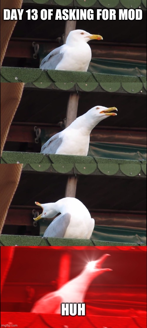 Inhaling Seagull | DAY 13 OF ASKING FOR MOD; HUH | image tagged in memes,inhaling seagull | made w/ Imgflip meme maker