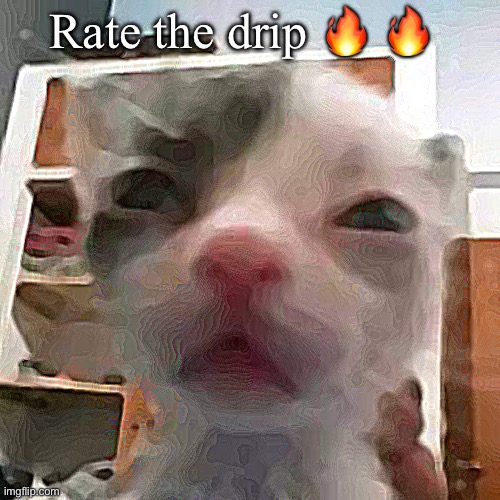 Cat lightskin stare | Rate the drip 🔥 🔥 | image tagged in cat lightskin stare | made w/ Imgflip meme maker