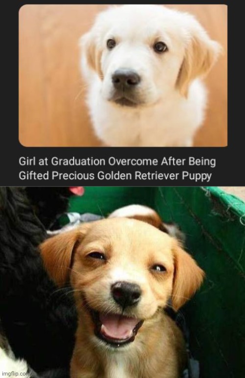Golden Retriever Puppy | image tagged in happy puppy,graduation,dogs,dog,memes,golden retriever | made w/ Imgflip meme maker