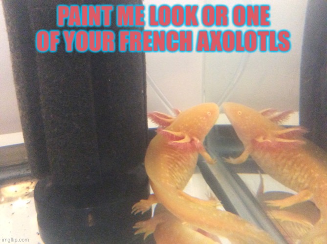 Axolotl pose | PAINT ME LOOK OR ONE OF YOUR FRENCH AXOLOTLS | image tagged in axolotl | made w/ Imgflip meme maker