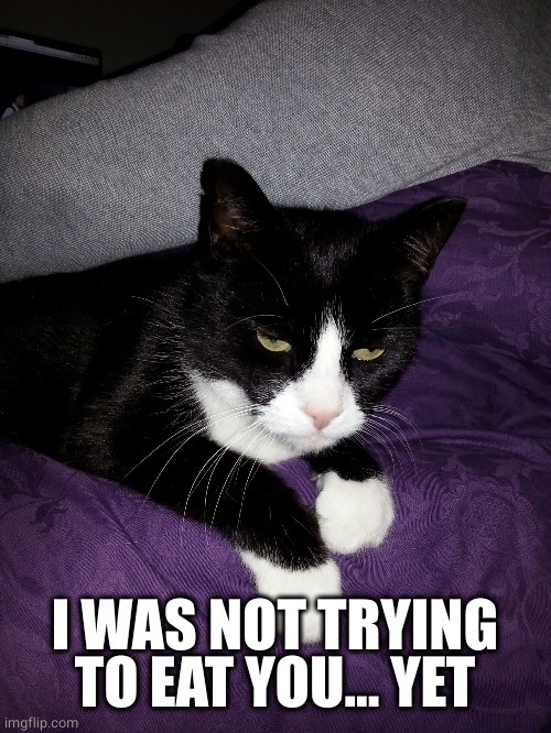 annoyed cat | I WAS NOT TRYING TO EAT YOU... YET | image tagged in annoyed cat | made w/ Imgflip meme maker