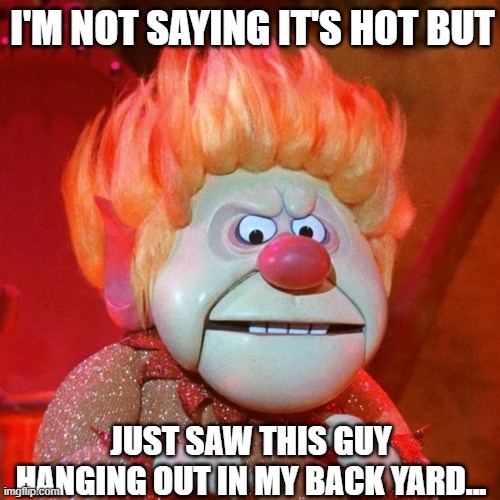 Summer miser | I'M NOT SAYING IT'S HOT BUT; JUST SAW THIS GUY HANGING OUT IN MY BACK YARD... | image tagged in summer time | made w/ Imgflip meme maker