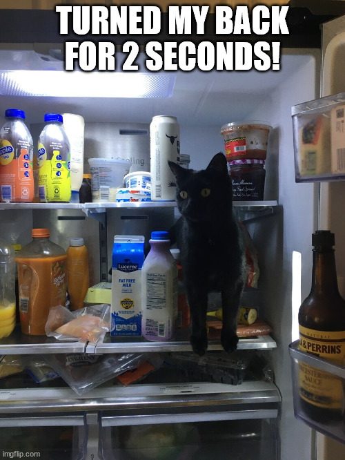Cat's-up! | TURNED MY BACK FOR 2 SECONDS! | image tagged in cat,cute cat,funny cats | made w/ Imgflip meme maker