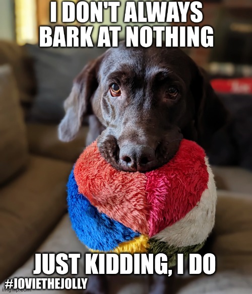 I don't always bark at nothing | JUST KIDDING, I DO | image tagged in dog,meme,funny,cute,just kidding,dog memes | made w/ Imgflip meme maker