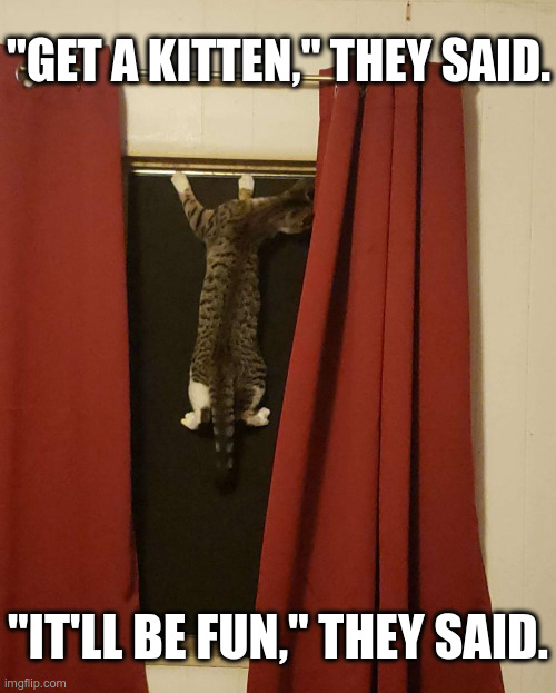 Get a kitten! | "GET A KITTEN," THEY SAID. "IT'LL BE FUN," THEY SAID. | image tagged in kittens | made w/ Imgflip meme maker