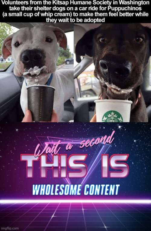 image tagged in wait a second this is wholesome content,dogs | made w/ Imgflip meme maker