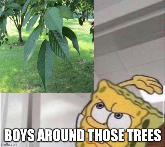 They are fun to hit | image tagged in tree,meme | made w/ Imgflip meme maker