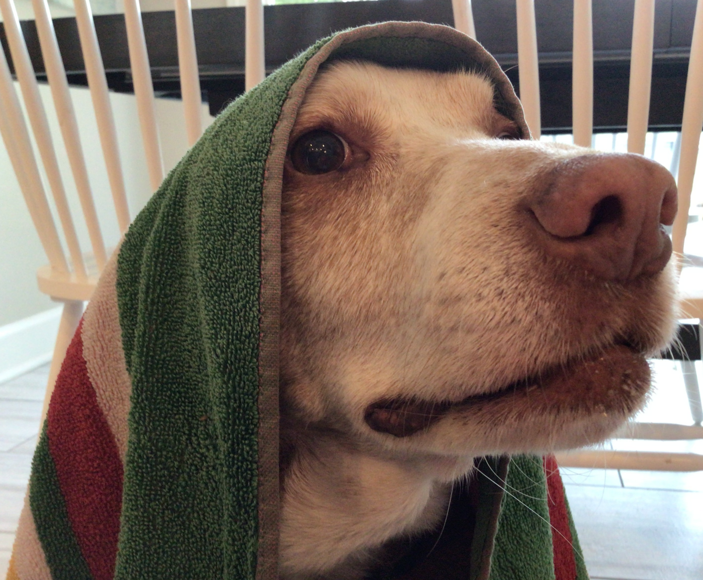 High Quality Towel dog of truth Blank Meme Template