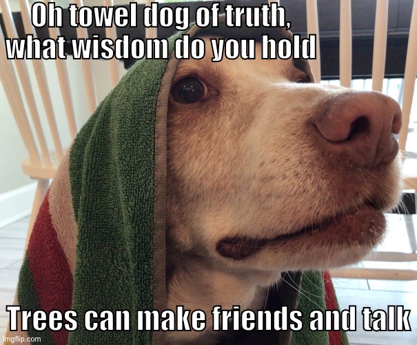 Please enjoy it, the dog, Remi is very old. | Oh towel dog of truth, what wisdom do you hold; Trees can make friends and talk | image tagged in towel dog of truth | made w/ Imgflip meme maker
