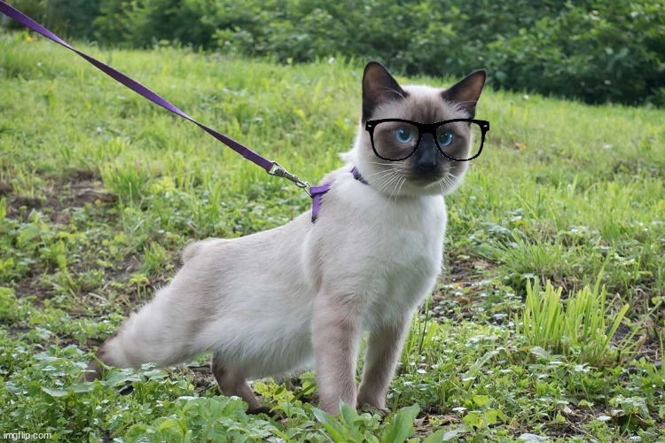 hipster cat gif
