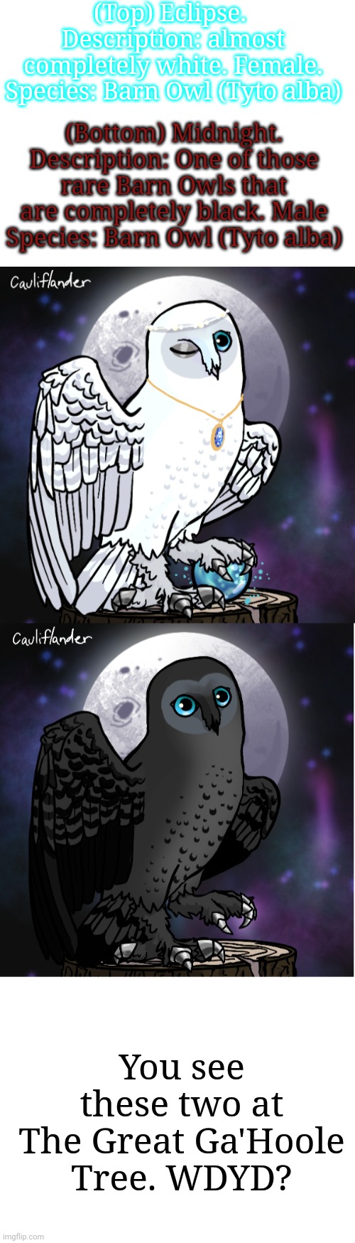This is a Guardians of Ga'Hoole roleplay or owl roleplay. No killing them, no Joke or OP characters | (Top) Eclipse. 
Description: almost completely white. Female.
Species: Barn Owl (Tyto alba); (Bottom) Midnight.
Description: One of those rare Barn Owls that are completely black. Male
Species: Barn Owl (Tyto alba); You see these two at The Great Ga'Hoole Tree. WDYD? | image tagged in blank white template | made w/ Imgflip meme maker