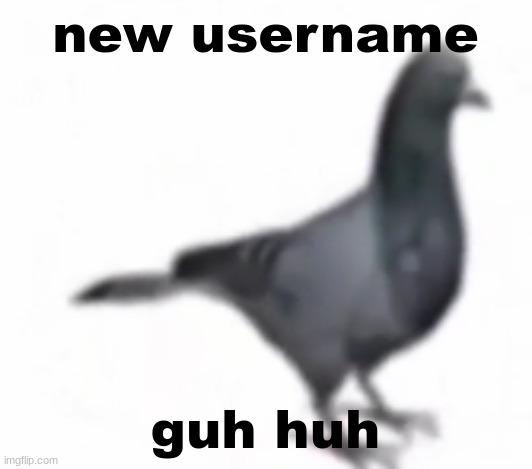 pigon | new username; guh huh | image tagged in pigon | made w/ Imgflip meme maker