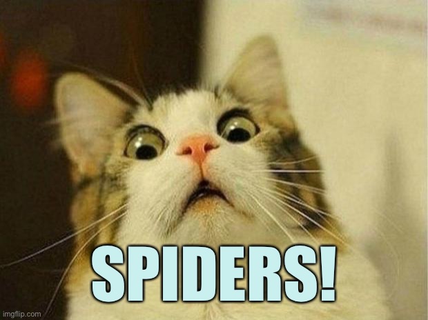 Scared Cat Meme | SPIDERS! | image tagged in memes,scared cat | made w/ Imgflip meme maker