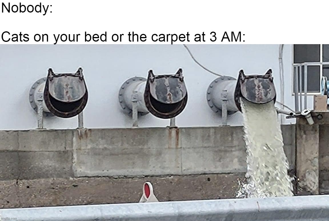 Nobody:
 
Cats on your bed or the carpet at 3 AM: | image tagged in meme,memes,cats | made w/ Imgflip meme maker