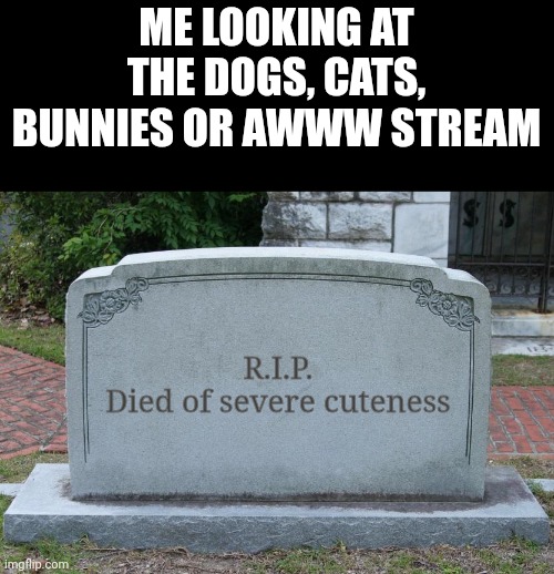 Gravestone | ME LOOKING AT THE DOGS, CATS, BUNNIES OR AWWW STREAM; R.I.P.
Died of severe cuteness | image tagged in gravestone | made w/ Imgflip meme maker