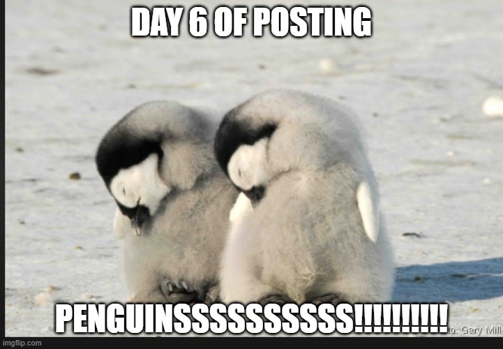 Penguins :) | DAY 6 OF POSTING; PENGUINSSSSSSSSSS!!!!!!!!!! | image tagged in penguins | made w/ Imgflip meme maker