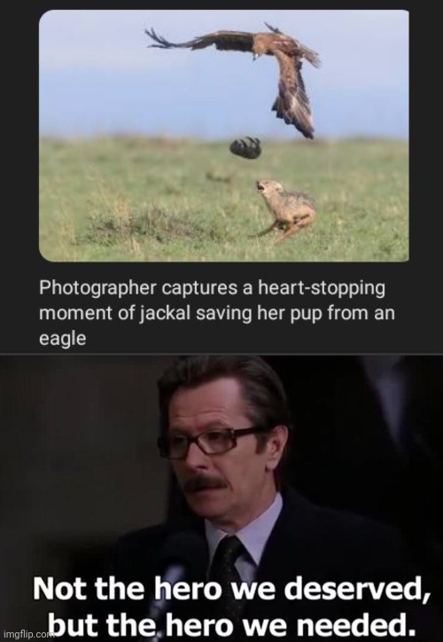 Jackal saving the pup from an eagle | image tagged in not the hero we deserved but the hero we needed,jackal,pup,eagle,hero,memes | made w/ Imgflip meme maker