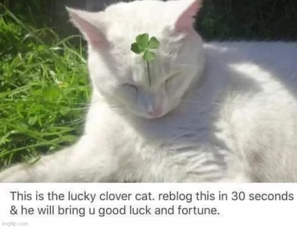 lucky cat! | image tagged in cat | made w/ Imgflip meme maker