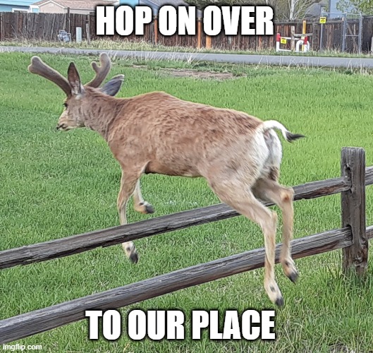Hop On Over | HOP ON OVER; TO OUR PLACE | image tagged in hop to it | made w/ Imgflip meme maker