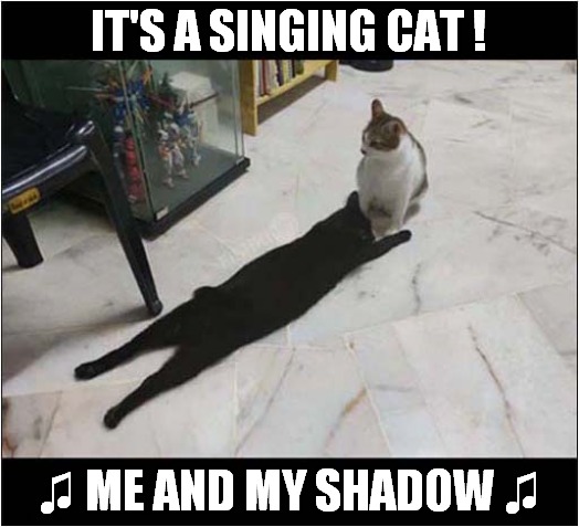 What Have We Here ? | IT'S A SINGING CAT ! ♫ ME AND MY SHADOW ♫ | image tagged in cats,singing,shadow,optical illusion | made w/ Imgflip meme maker