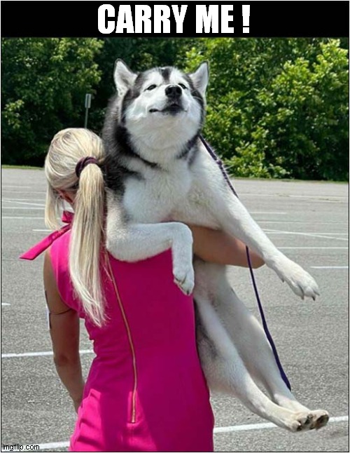 When You're Too Tired To Walk ... | CARRY ME ! | image tagged in dogs,husky,carry me | made w/ Imgflip meme maker