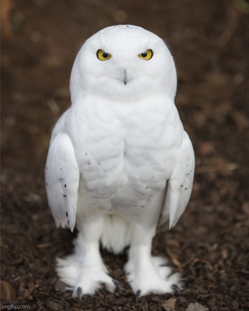 Snow owl Hedwig | image tagged in snow owl hedwig | made w/ Imgflip meme maker