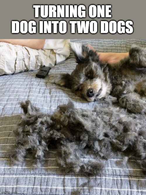 Turning One Doggo Into Two Doggos | TURNING ONE DOG INTO TWO DOGS | image tagged in memes,dogs,doggos,cute dog | made w/ Imgflip meme maker