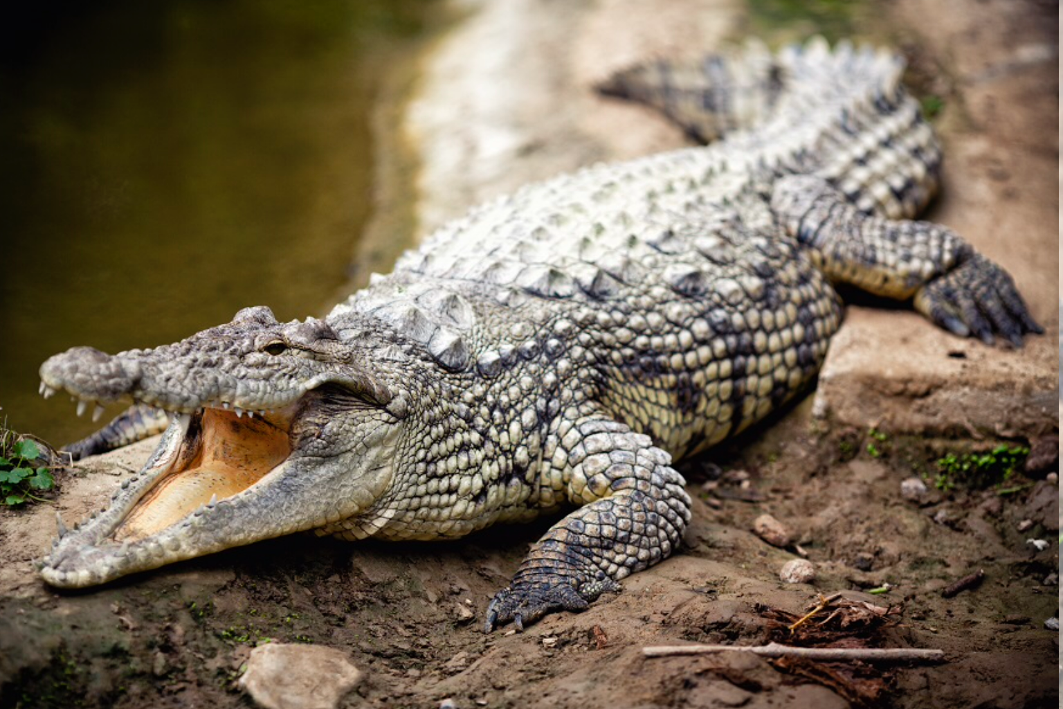 Crocodile Blank Meme Template