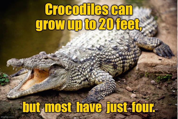 Crocks and feet | Crocodiles can grow up to 20 feet, but  most  have  just  four. | image tagged in crocodile,growth,twenty feet,most have four | made w/ Imgflip meme maker