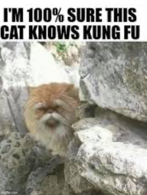 I’m pretty sure.. that cat trained kung fu pandas master. Most Definetly | image tagged in memes,cat,kung fu | made w/ Imgflip meme maker