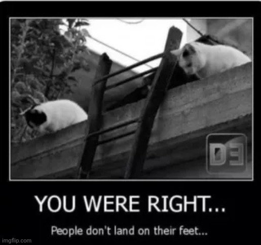 stupid humans | image tagged in cats | made w/ Imgflip meme maker