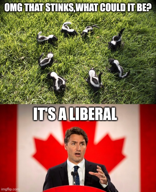 OMG THAT STINKS,WHAT COULD IT BE? IT'S A LIBERAL | image tagged in skunk meeting,justin trudeau | made w/ Imgflip meme maker