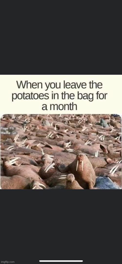 Moldy Potatoes | image tagged in memes | made w/ Imgflip meme maker