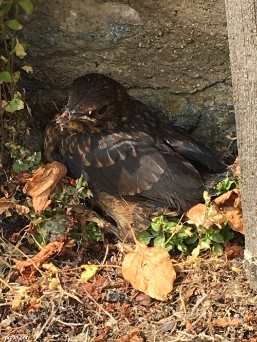 A baby thrush (I think) sitting in my driveway | image tagged in share your photos | made w/ Imgflip meme maker