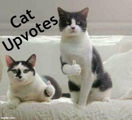 Cats Giving Back in the "Cats Stream" | Cat 
Upvotes | image tagged in cats,cats are awesome,upvotes,funny cats,meow,imgflip humor | made w/ Imgflip meme maker