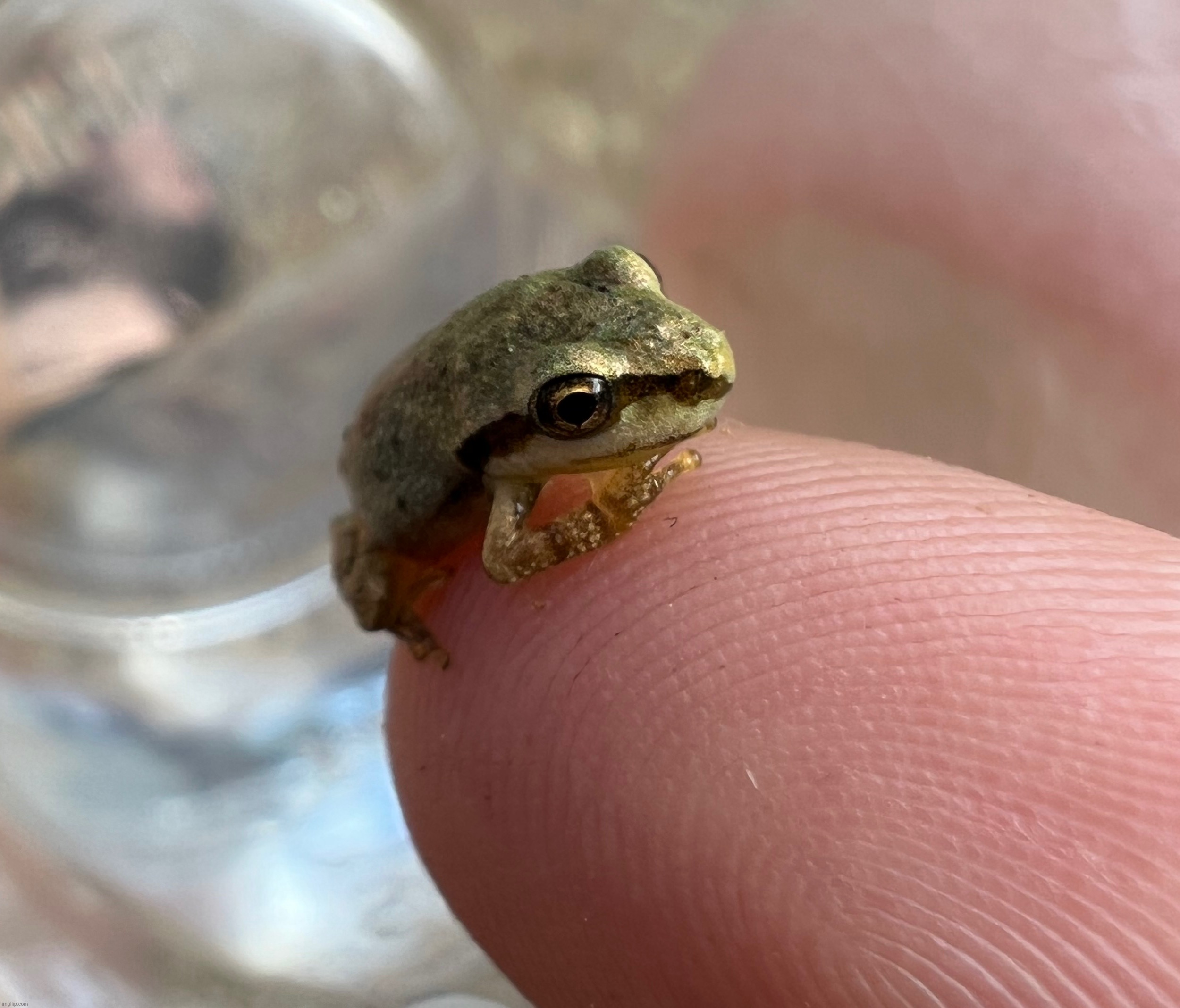 Froglet (finger frog the sequel) | made w/ Imgflip meme maker