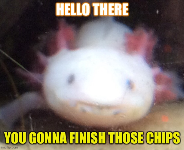 Chip!!! | HELLO THERE; YOU GONNA FINISH THOSE CHIPS | image tagged in chips,axolotl,memes | made w/ Imgflip meme maker