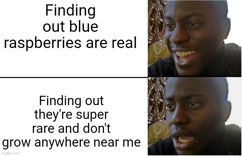 They are very real | Finding out blue raspberries are real; Finding out they're super rare and don't grow anywhere near me | image tagged in disappointed black guy,blue | made w/ Imgflip meme maker