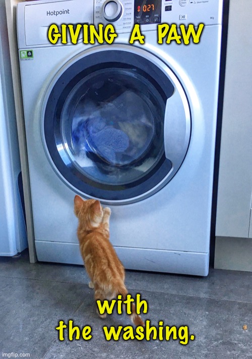 Washing machine | GIVING  A  PAW; with  the  washing. | image tagged in giving a little paw,kitten helping out,washing machine,cats | made w/ Imgflip meme maker