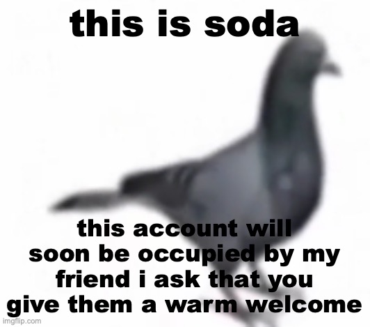 they used to have an account btw | this is soda; this account will soon be occupied by my friend i ask that you give them a warm welcome | image tagged in pigon | made w/ Imgflip meme maker