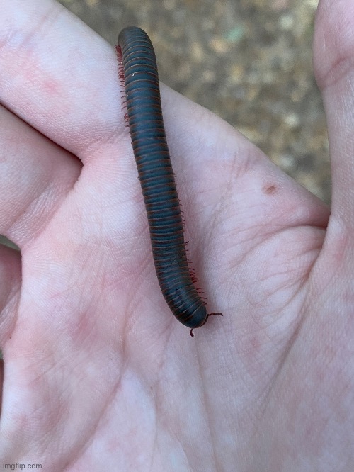 A giant American millipede. It’s not quite as big as the one I found a while ago | image tagged in millipede,outdoors,nature | made w/ Imgflip meme maker