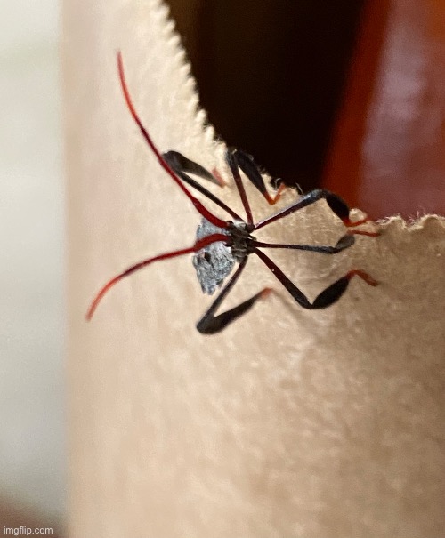 An assassin bug | image tagged in assassin bug,true insect,nature | made w/ Imgflip meme maker
