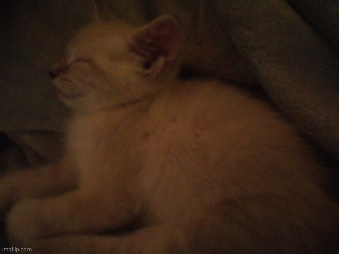 My kitten sleeping (Her name is Mocha) | made w/ Imgflip meme maker