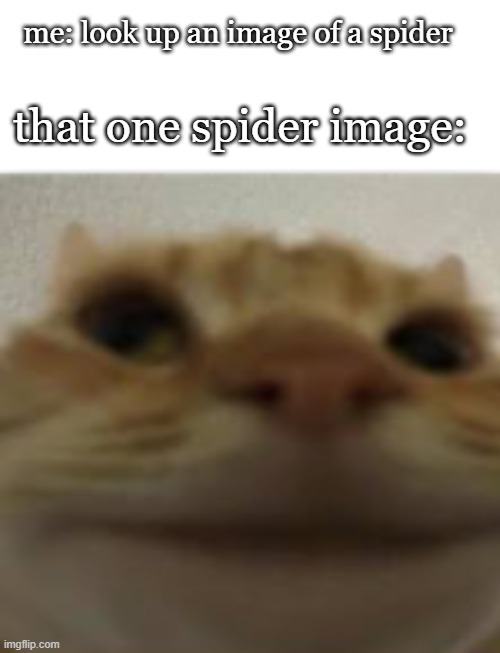 I freaking hated spiders, do you | me: look up an image of a spider; that one spider image: | image tagged in front-facing camera cat,scary,always so close | made w/ Imgflip meme maker