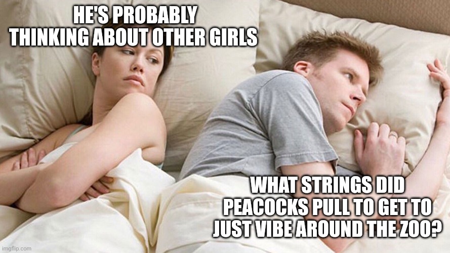 He's probably thinking about girls | HE'S PROBABLY THINKING ABOUT OTHER GIRLS; WHAT STRINGS DID PEACOCKS PULL TO GET TO JUST VIBE AROUND THE ZOO? | image tagged in he's probably thinking about girls | made w/ Imgflip meme maker